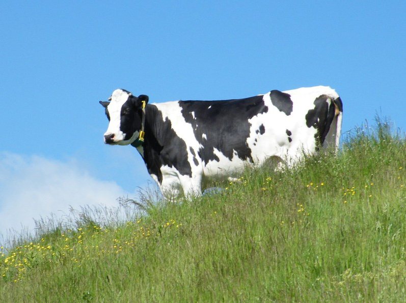 Kuh vor blauem Himmel
