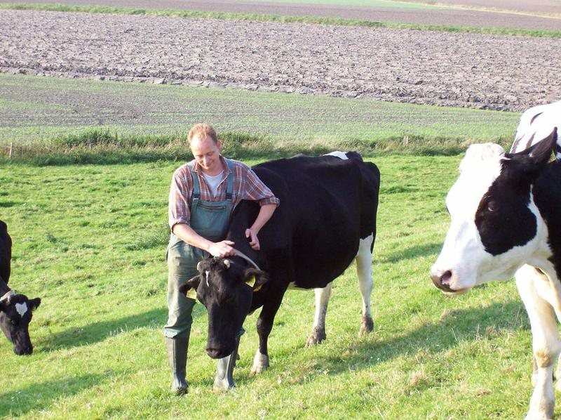 Auf der Weide bei den Kühen